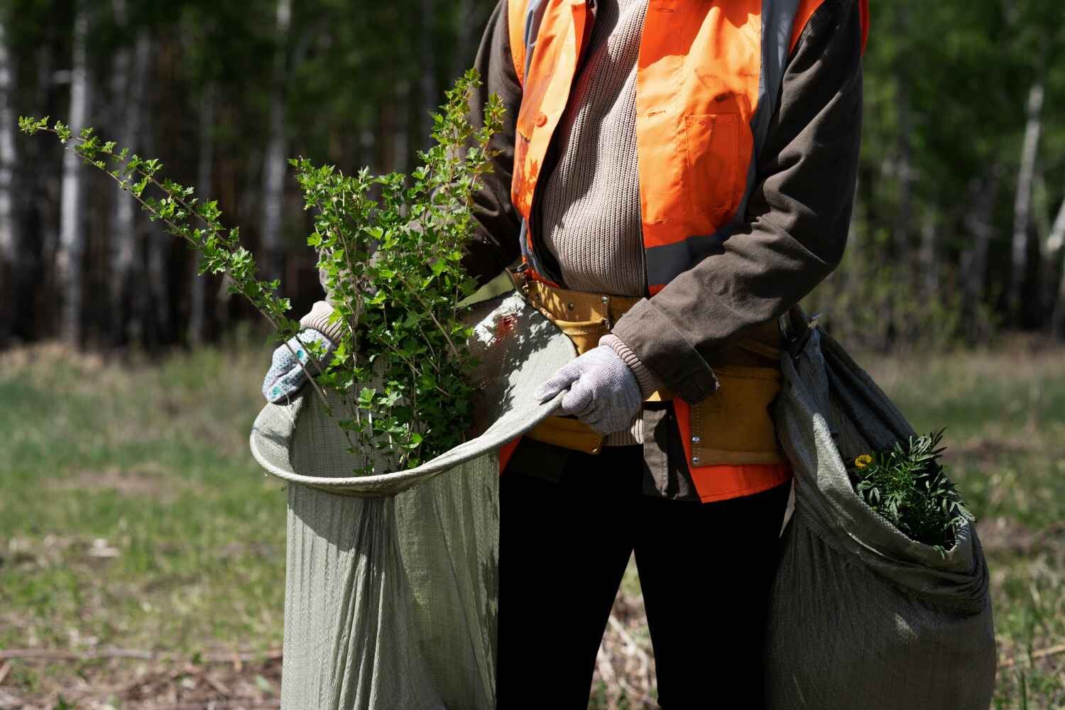 Best Dead Tree Removal  in Waseca, MN